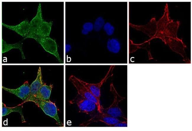 beta Actin Loading Control Antibody in Immunocytochemistry (ICC/IF)