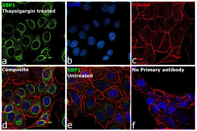 XBP1 Antibody in Immunocytochemistry (ICC/IF)