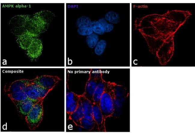 AMPK alpha-1 Antibody in Immunocytochemistry (ICC/IF)