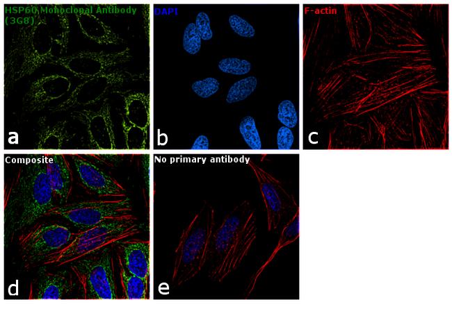 HSP60 Antibody in Immunocytochemistry (ICC/IF)