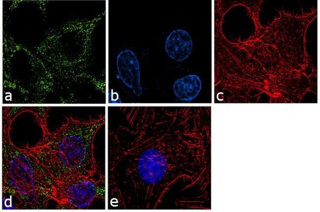 APOE Antibody in Immunocytochemistry (ICC/IF)