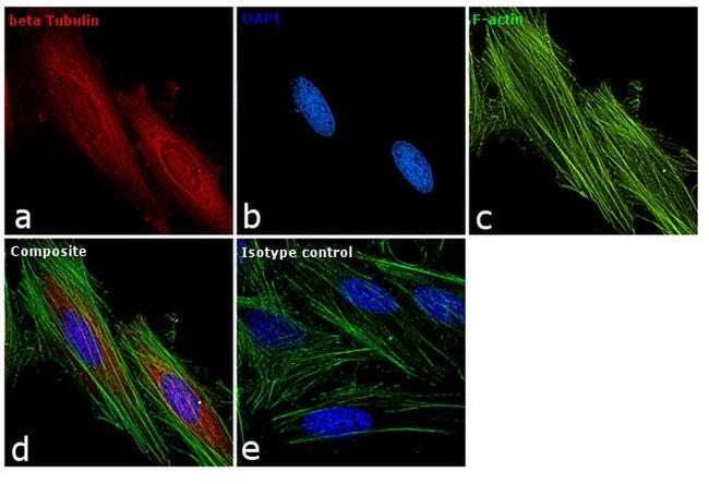 beta Tubulin Loading Control Antibody in Immunocytochemistry (ICC/IF)