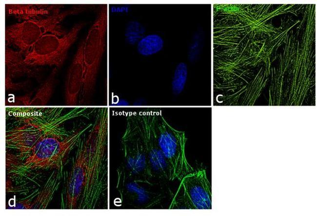 beta Tubulin Loading Control Antibody in Immunocytochemistry (ICC/IF)