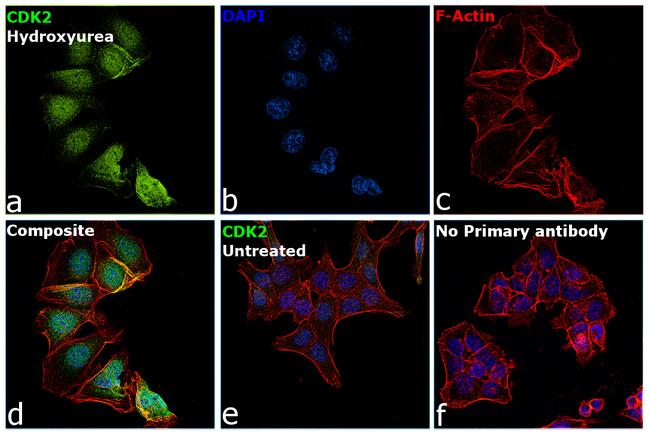 CDK2 Antibody in Immunocytochemistry (ICC/IF)