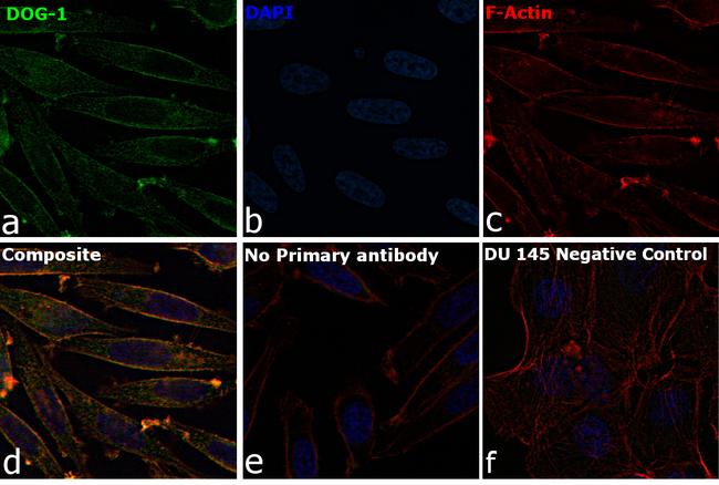 DOG-1 Antibody in Immunocytochemistry (ICC/IF)