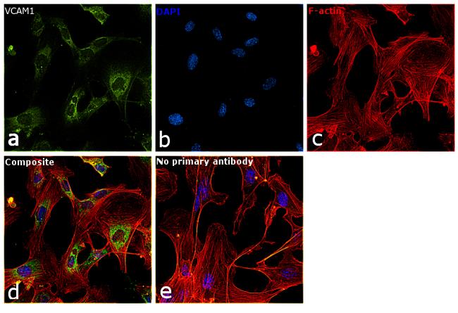 VCAM-1 Antibody in Immunocytochemistry (ICC/IF)