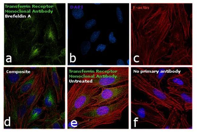 Transferrin Receptor Antibody in Immunocytochemistry (ICC/IF)