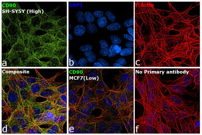 CD90 Antibody in Immunocytochemistry (ICC/IF)