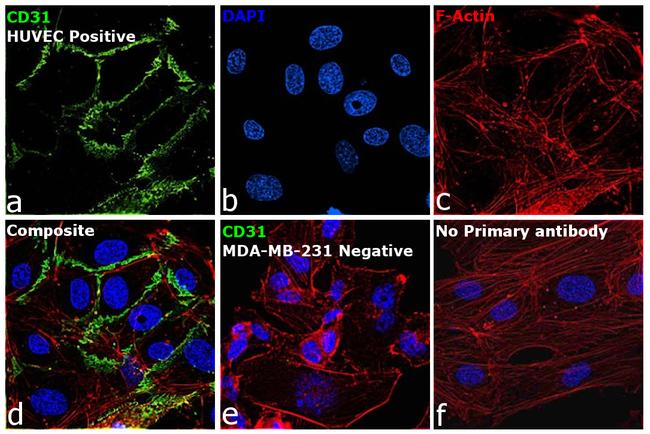 CD31 Antibody in Immunocytochemistry (ICC/IF)