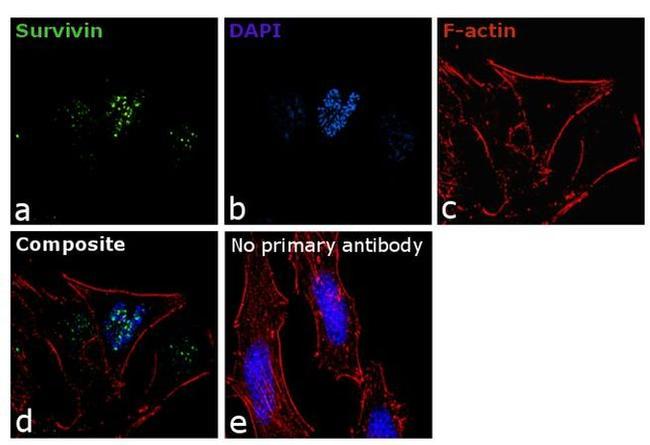 Survivin Antibody in Immunocytochemistry (ICC/IF)