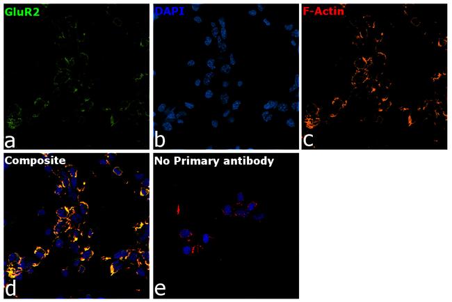 GluR2 Antibody in Immunocytochemistry (ICC/IF)