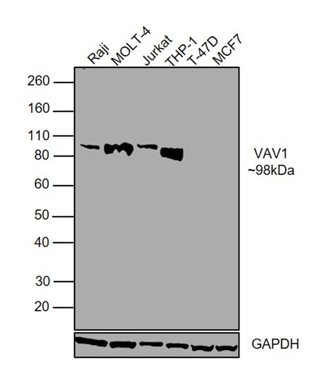 VAV1 Antibody in Western Blot (WB)