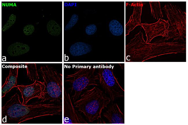 NuMA Antibody in Immunocytochemistry (ICC/IF)