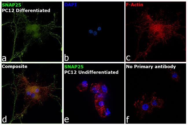 SNAP25 Antibody in Immunocytochemistry (ICC/IF)