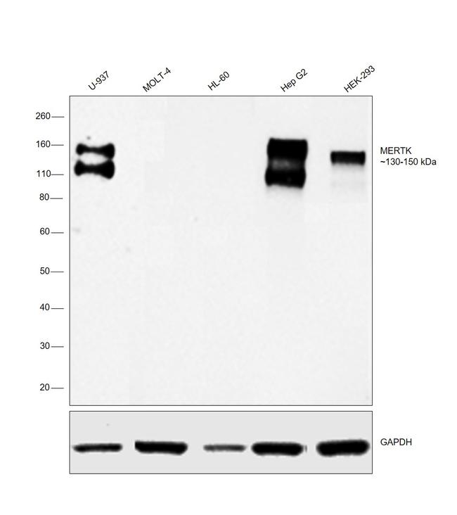 MERTK Antibody in Western Blot (WB)