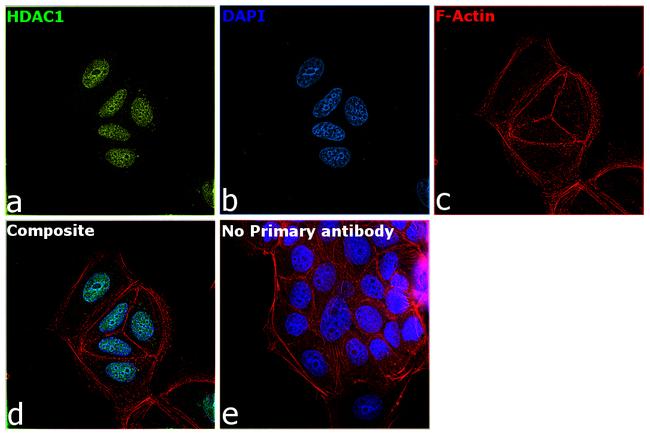 HDAC1 Antibody in Immunocytochemistry (ICC/IF)