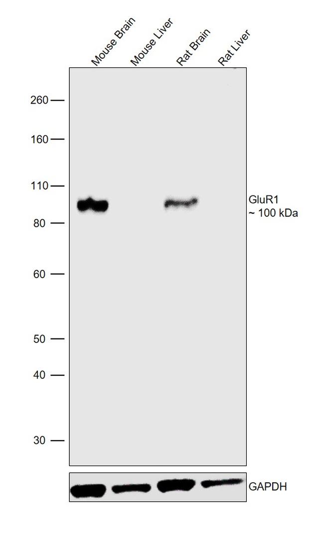 GluR1 Antibody in Western Blot (WB)