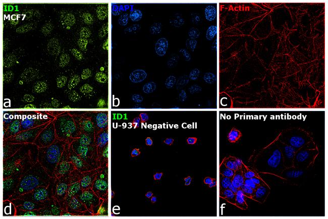 ID1 Antibody in Immunocytochemistry (ICC/IF)