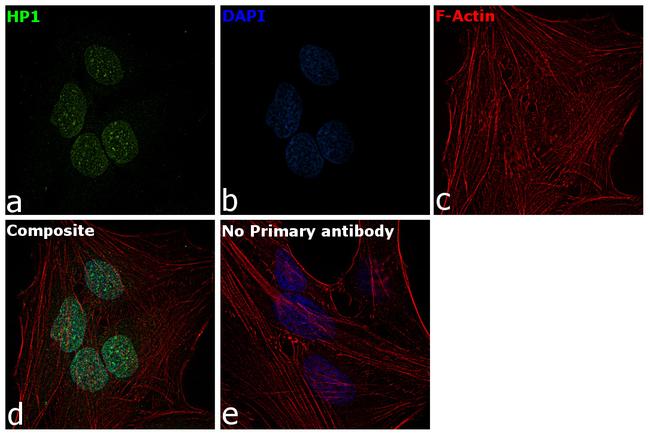 HP1 beta Antibody in Immunocytochemistry (ICC/IF)