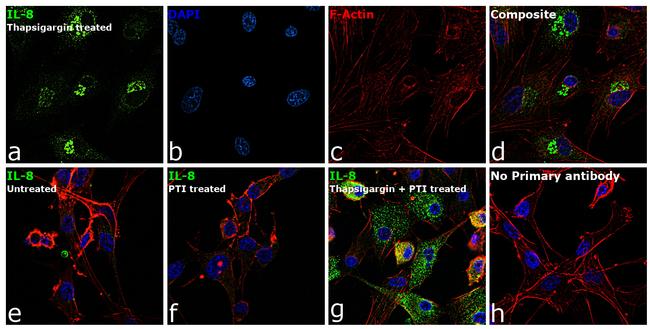 IL-8 (CXCL8) Antibody in Immunocytochemistry (ICC/IF)