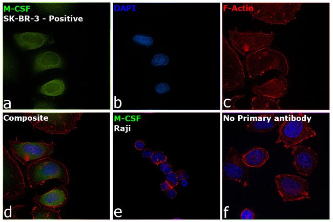 M-CSF Antibody in Immunocytochemistry (ICC/IF)