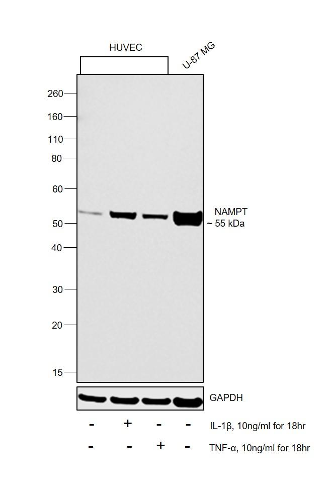 NAMPT Antibody in Western Blot (WB)