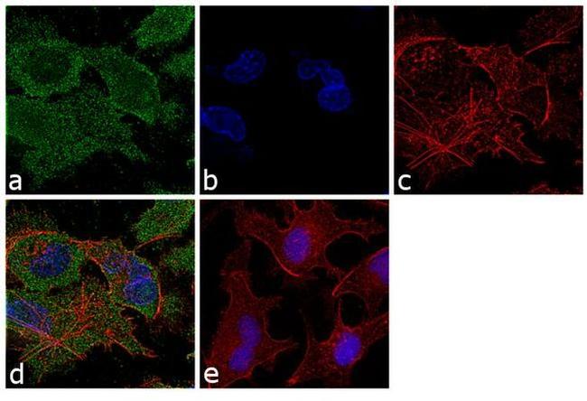 WNT4 Antibody in Immunocytochemistry (ICC/IF)