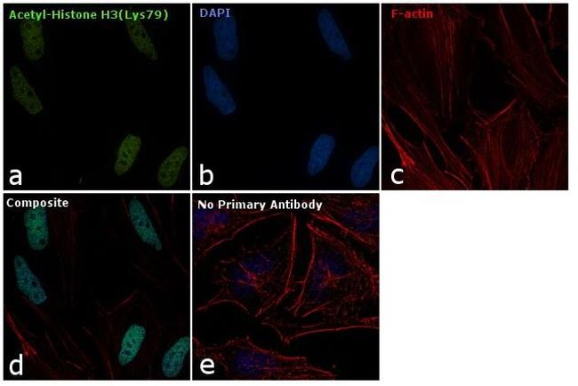 H3K79ac Antibody in Immunocytochemistry (ICC/IF)