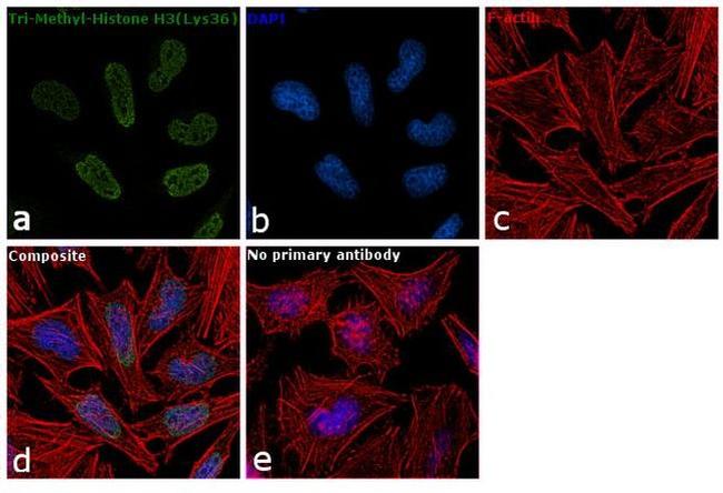 H3K36me3 Antibody in Immunocytochemistry (ICC/IF)