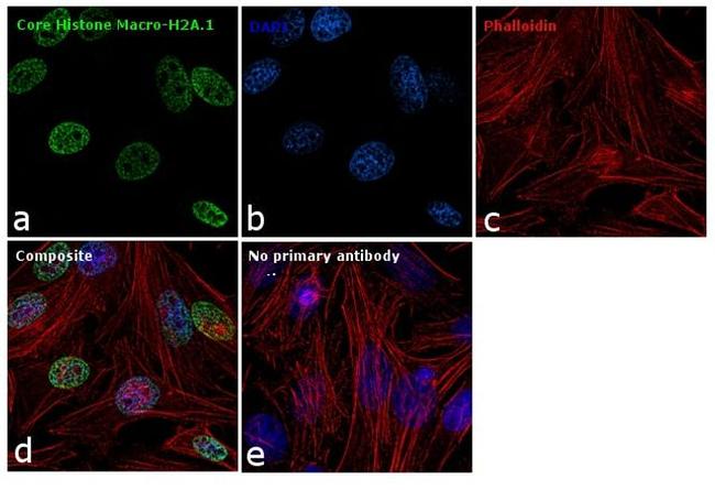 Histone Macro-H2A.1 Antibody in Immunocytochemistry (ICC/IF)