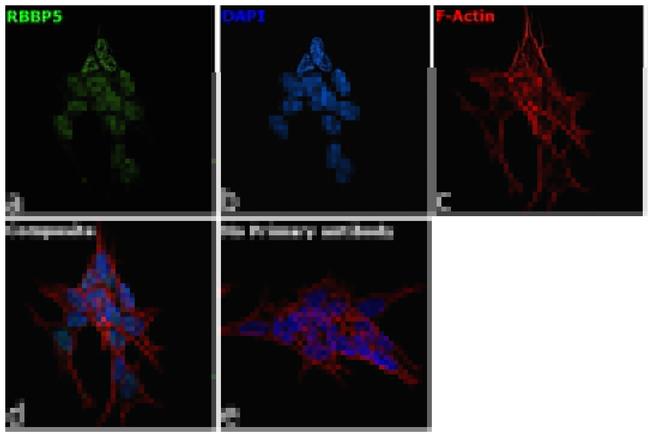 RBBP5 Antibody in Immunocytochemistry (ICC/IF)