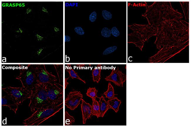 GRASP65 Antibody in Immunocytochemistry (ICC/IF)