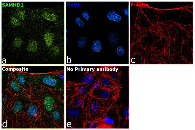 SAMHD1 Antibody in Immunocytochemistry (ICC/IF)