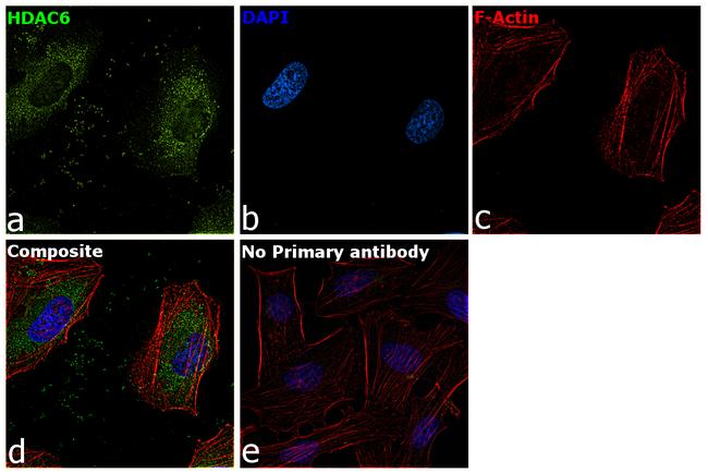 HDAC6 Antibody in Immunocytochemistry (ICC/IF)