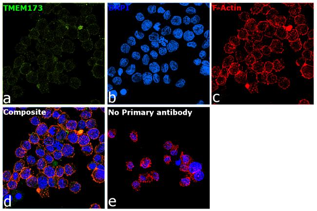 STING Antibody in Immunocytochemistry (ICC/IF)