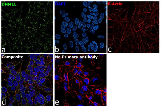 DNM1L Antibody in Immunocytochemistry (ICC/IF)