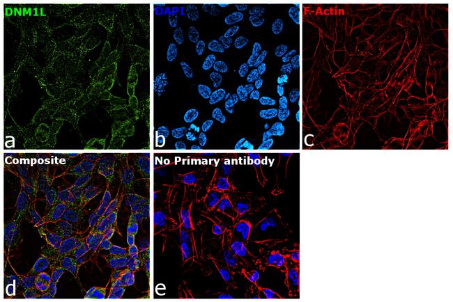 DNM1L Antibody in Immunocytochemistry (ICC/IF)