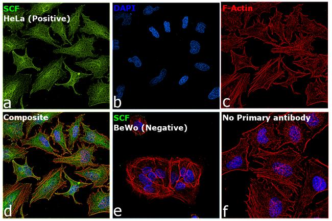 SCF Antibody in Immunocytochemistry (ICC/IF)