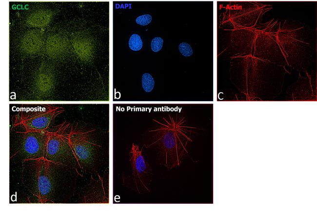 GCLC Antibody in Immunocytochemistry (ICC/IF)