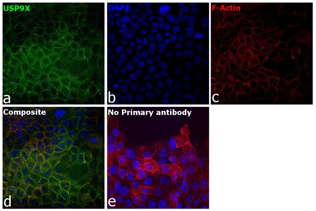 USP9X Antibody in Immunocytochemistry (ICC/IF)