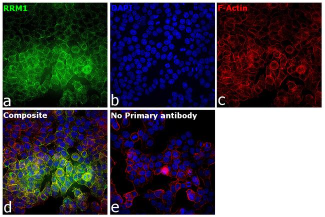 RRM1 Antibody in Immunocytochemistry (ICC/IF)