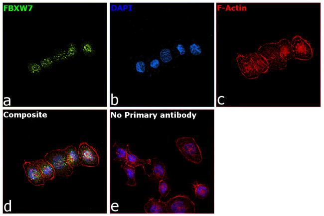 FBXW7 Antibody in Immunocytochemistry (ICC/IF)