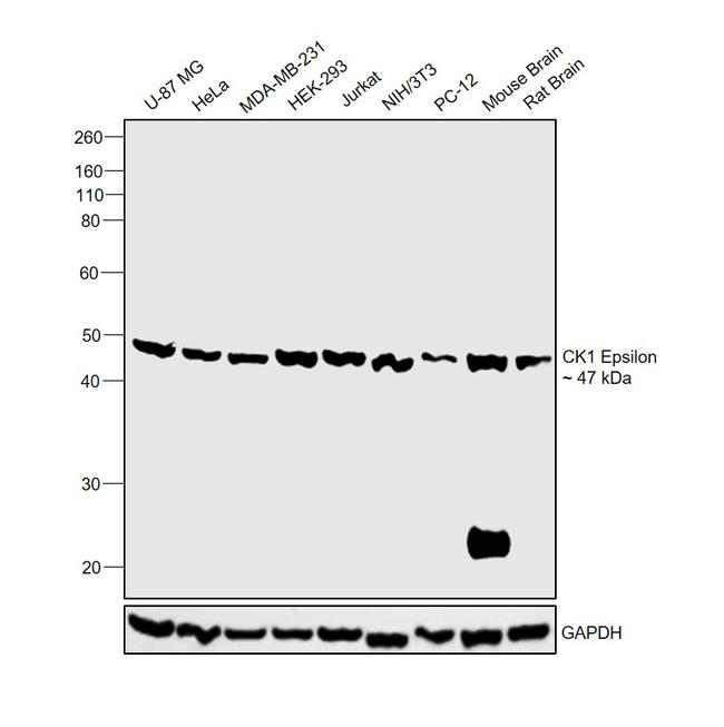 CK1 epsilon Antibody in Western Blot (WB)