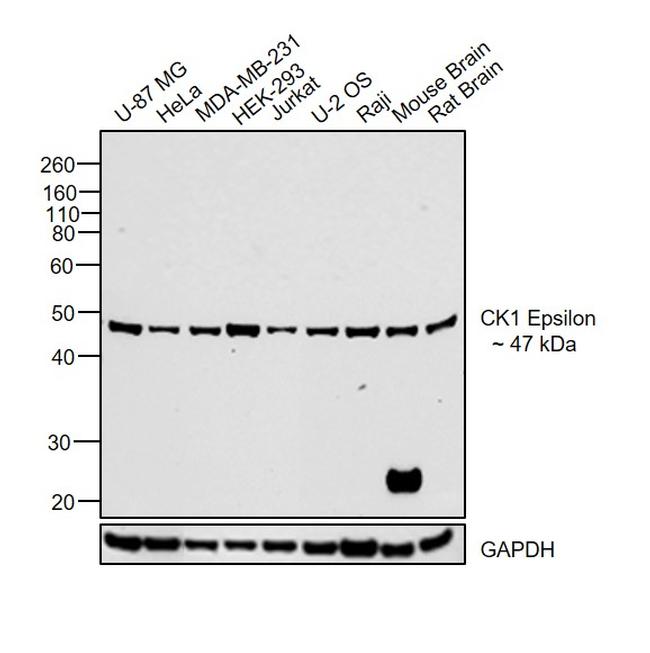 CK1 epsilon Antibody in Western Blot (WB)