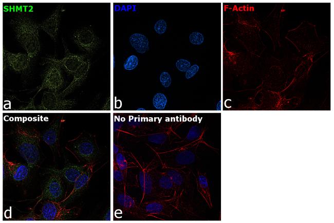 SHMT2 Antibody in Immunocytochemistry (ICC/IF)