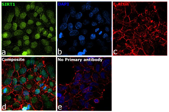 SIRT1 Antibody in Immunocytochemistry (ICC/IF)