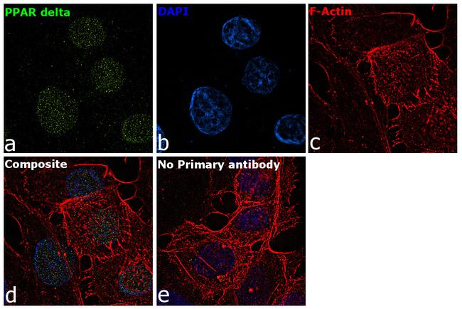 PPAR delta Antibody in Immunocytochemistry (ICC/IF)