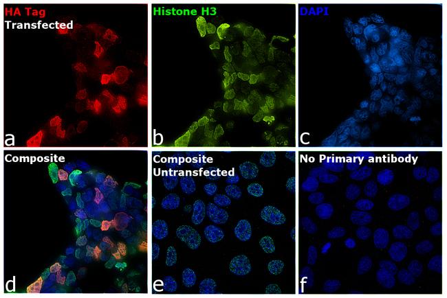 HA tag Antibody in Immunocytochemistry (ICC/IF)