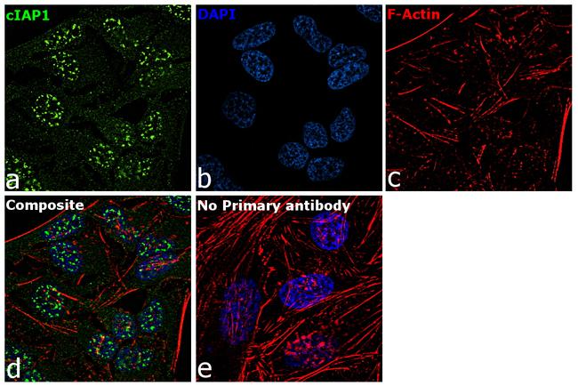 cIAP1 Antibody in Immunocytochemistry (ICC/IF)