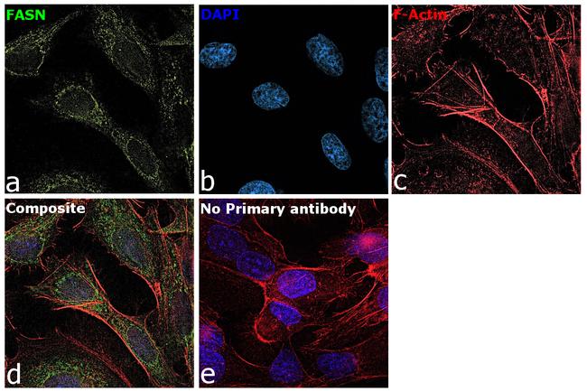 FASN Antibody in Immunocytochemistry (ICC/IF)